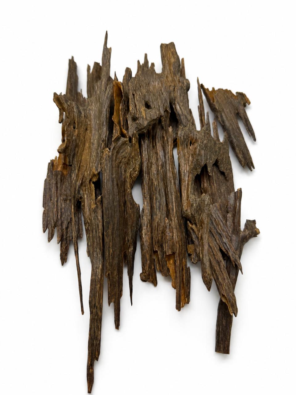 عود زورا النجوم